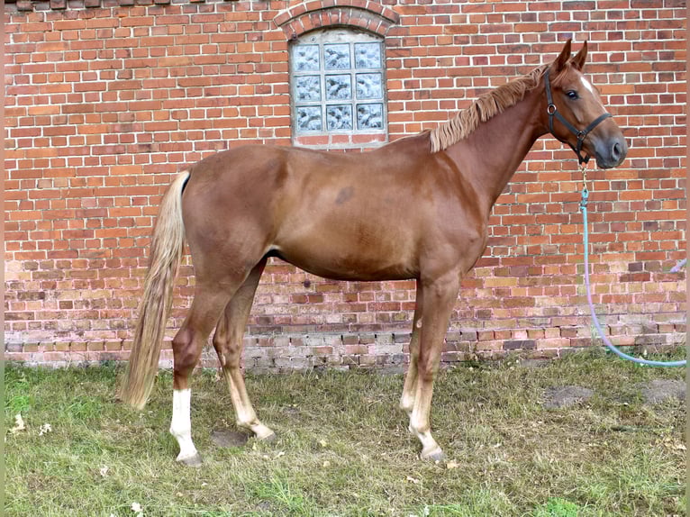 Oldenburg Gelding 4 years 16,2 hh Chestnut-Red in Bassum