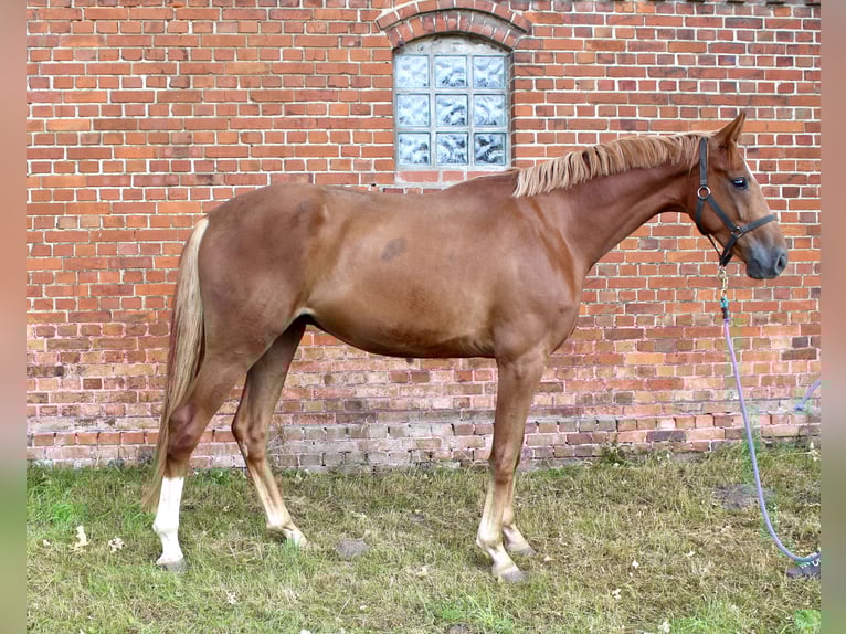 Oldenburg Gelding 4 years 16,2 hh Chestnut-Red in Bassum