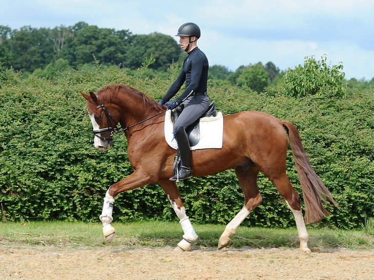 Oldenburg Gelding 4 years 16,2 hh Chestnut-Red in Isernhagen