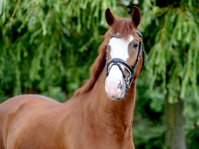 Oldenburg Gelding 4 years 16,2 hh Chestnut-Red in Isernhagen