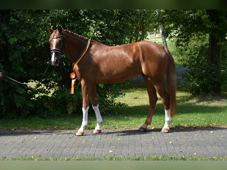 Oldenburg Gelding 4 years 16,2 hh Chestnut-Red in Herbstein