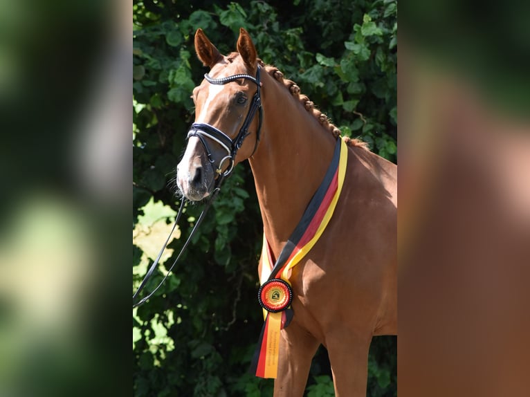 Oldenburg Gelding 4 years 16,2 hh Chestnut-Red in Herbstein