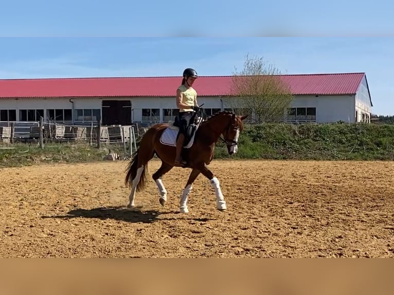 Oldenburg Gelding 4 years 16,2 hh Chestnut-Red in Rochau