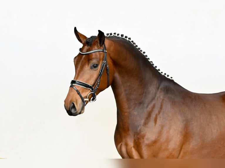 Oldenburg Gelding 4 years 16,2 hh  in Saerbeck