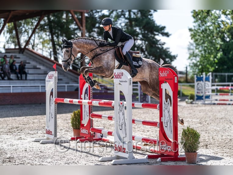 Oldenburg Gelding 4 years 16,2 hh Grey in Benesov