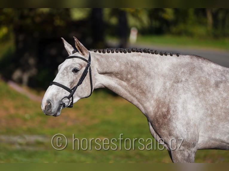 Oldenburg Gelding 4 years 16,2 hh Grey in Benesov