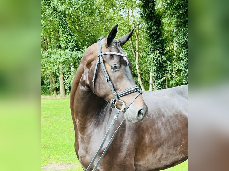 Oldenburg Gelding 4 years 16,2 hh Smoky-Black in Nienburg (Weser)
