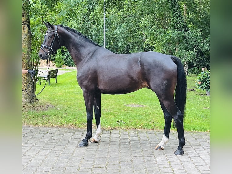 Oldenburg Gelding 4 years 16,2 hh Smoky-Black in Nienburg (Weser)