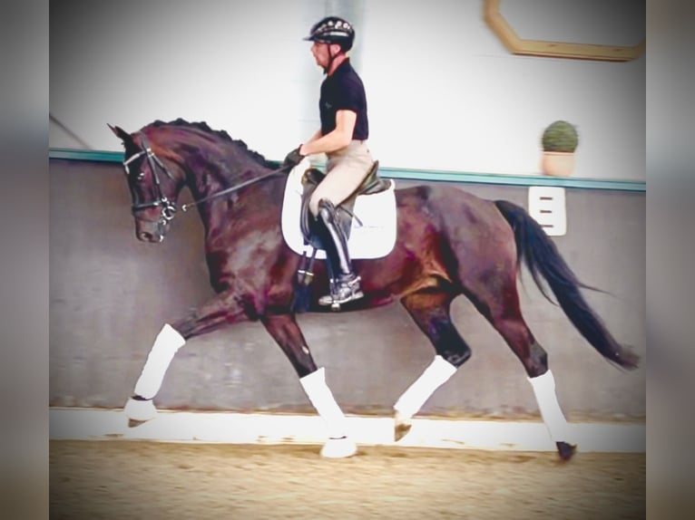 Oldenburg Gelding 4 years 16,2 hh Smoky-Black in Nienburg (Weser)