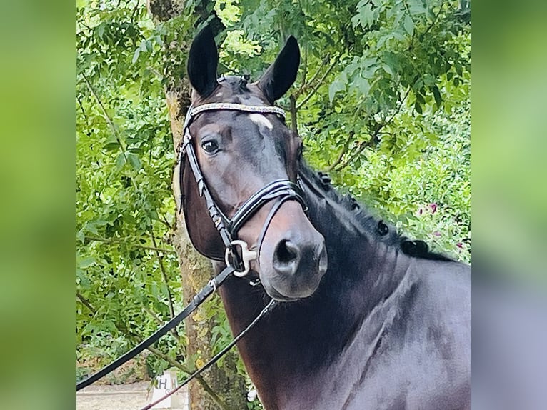 Oldenburg Gelding 4 years 16,2 hh Smoky-Black in Nienburg (Weser)