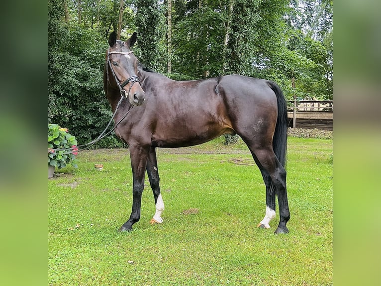 Oldenburg Gelding 4 years 16,2 hh Smoky-Black in Nienburg (Weser)