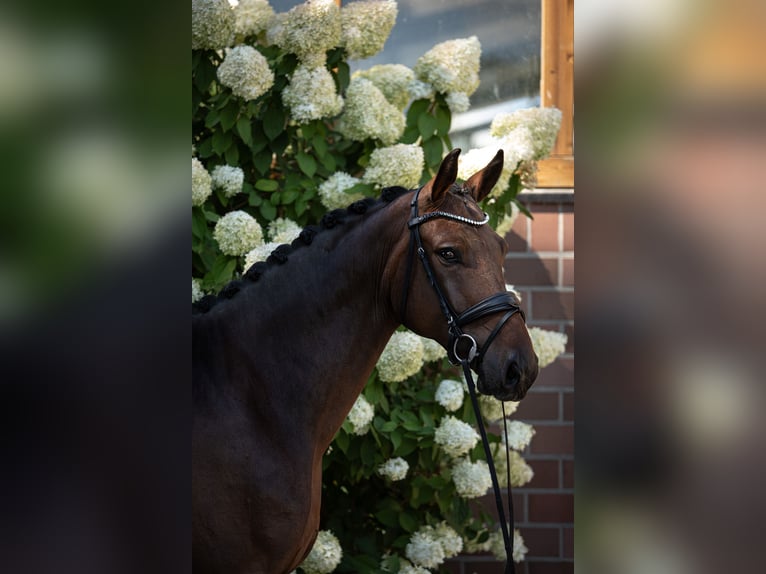 Oldenburg Gelding 4 years 16,3 hh Bay-Dark in Drantum