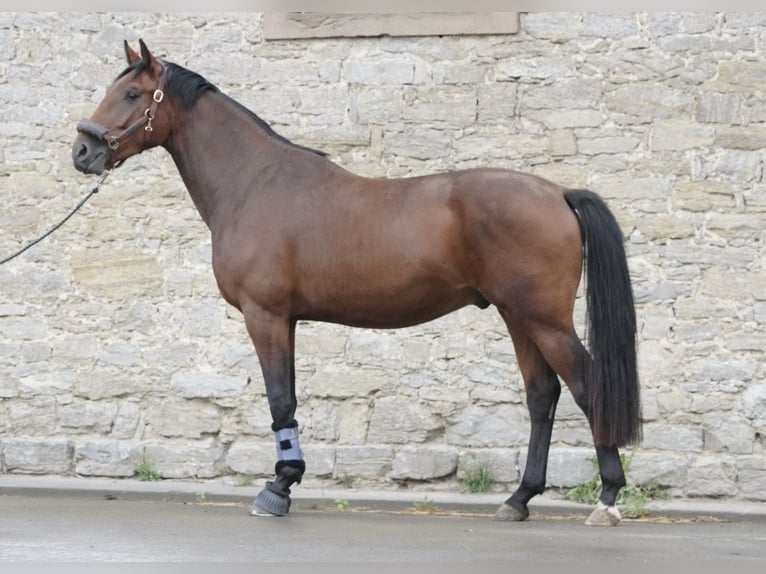 Oldenburg Gelding 4 years 16,3 hh Brown in Barntrup