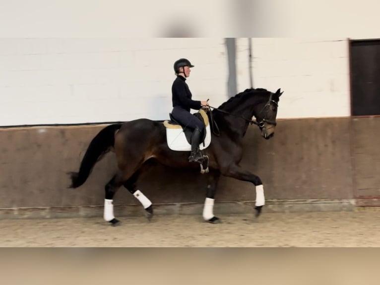 Oldenburg Gelding 4 years 16,3 hh Brown in Lohne (Oldenburg)