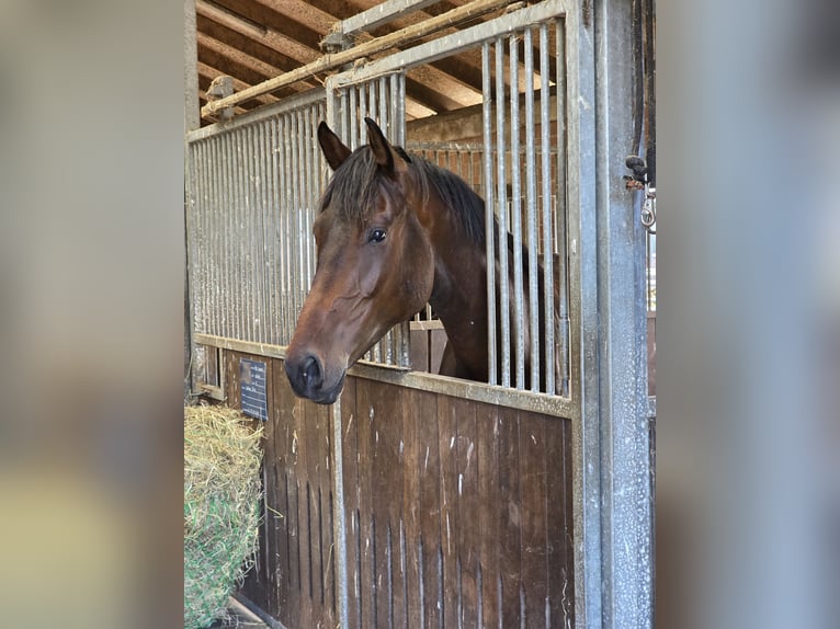 Oldenburg Gelding 4 years 16,3 hh Brown in Papenburg