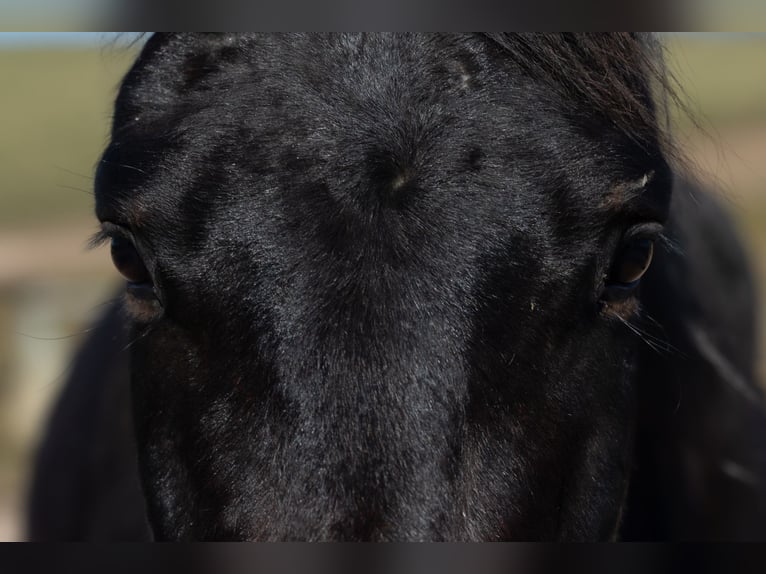 Oldenburg Gelding 4 years 16,3 hh Brown in Geisenheim