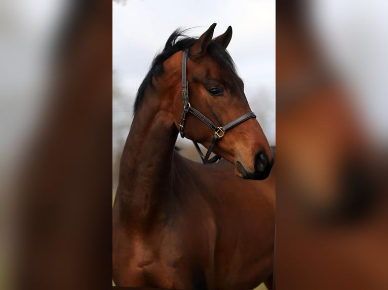 Oldenburg Gelding 4 years 16,3 hh Brown in Harreveld