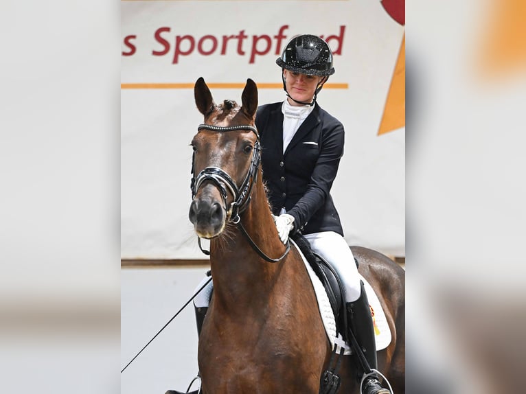 Oldenburg Gelding 4 years 16,3 hh Chestnut in Gomadingen