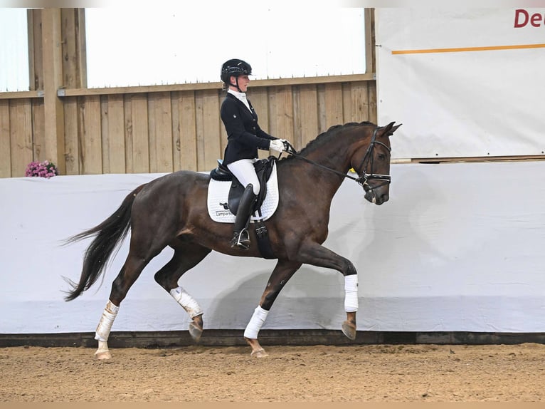 Oldenburg Gelding 4 years 16,3 hh Chestnut in Gomadingen