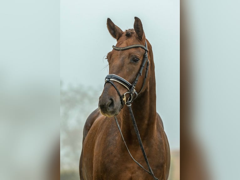 Oldenburg Gelding 4 years 16,3 hh Chestnut in Gomadingen