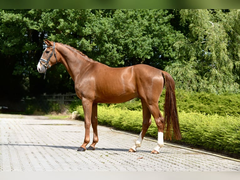 Oldenburg Gelding 4 years 16,3 hh Chestnut in Visbek