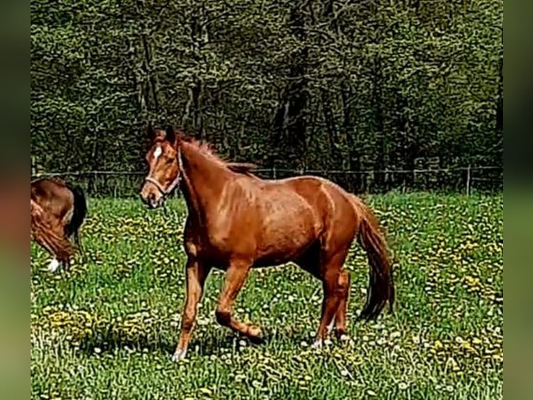 Oldenburg Gelding 4 years 16,3 hh Chestnut-Red in Nidda