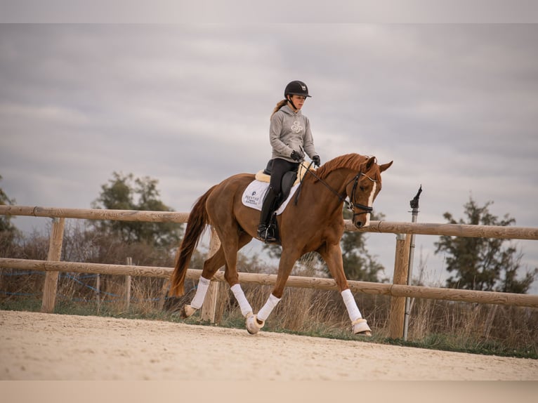 Oldenburg Gelding 4 years 16,3 hh Chestnut-Red in montbrison
