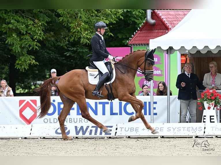 Oldenburg Gelding 4 years 16,3 hh Chestnut-Red in Schierensee Oldenburg Gelding 4 years 16,3 hh Chestnut-Red in Schierensee