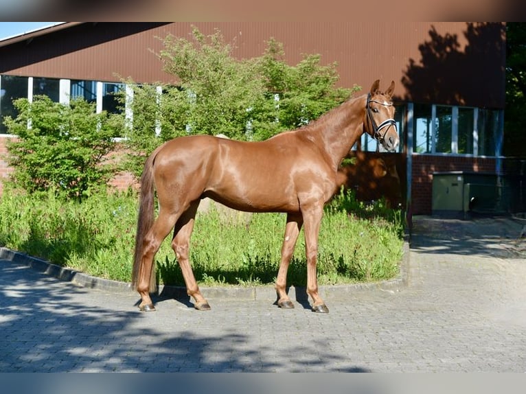 Oldenburg Gelding 4 years 16,3 hh Chestnut-Red in Vechta