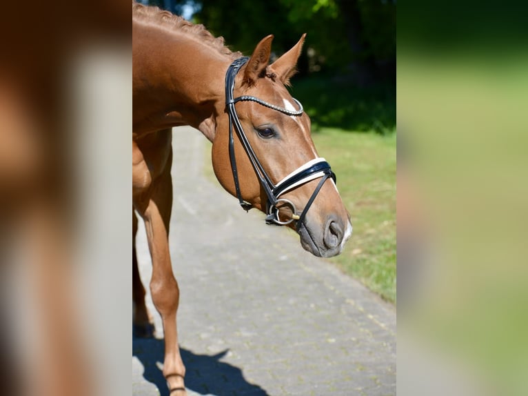 Oldenburg Gelding 4 years 16,3 hh Chestnut-Red in Vechta