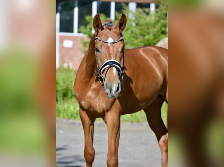 Oldenburg Gelding 4 years 16,3 hh Chestnut-Red in Vechta