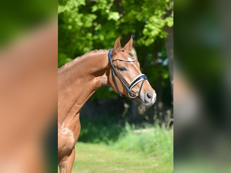 Oldenburg Gelding 4 years 16,3 hh Chestnut-Red in Vechta
