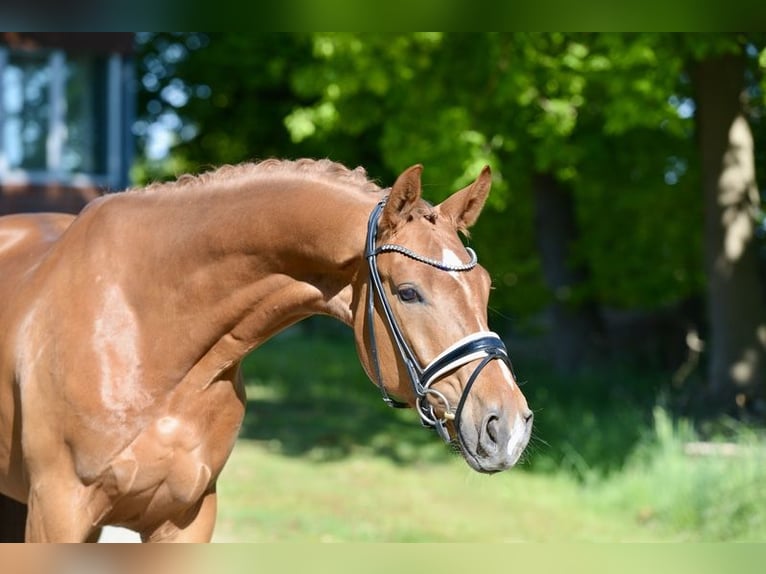 Oldenburg Gelding 4 years 16,3 hh Chestnut-Red in Vechta