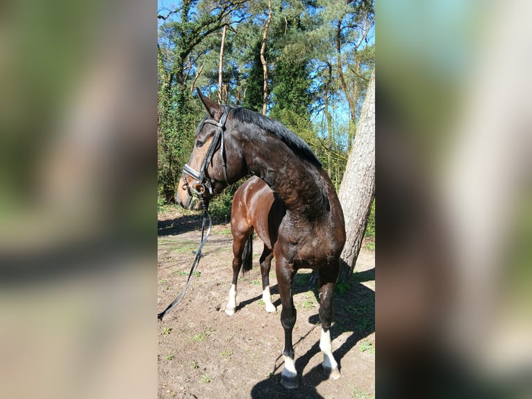 Oldenburg Gelding 4 years 17.1 hh Bay-Dark in Barenburg