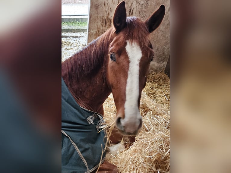 Oldenburg Gelding 4 years 17,1 hh Chestnut-Red in Abstatt