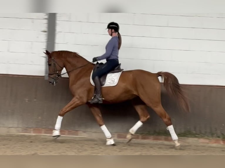 Oldenburg Gelding 4 years 17,1 hh Chestnut-Red in Lohne (Oldenburg)