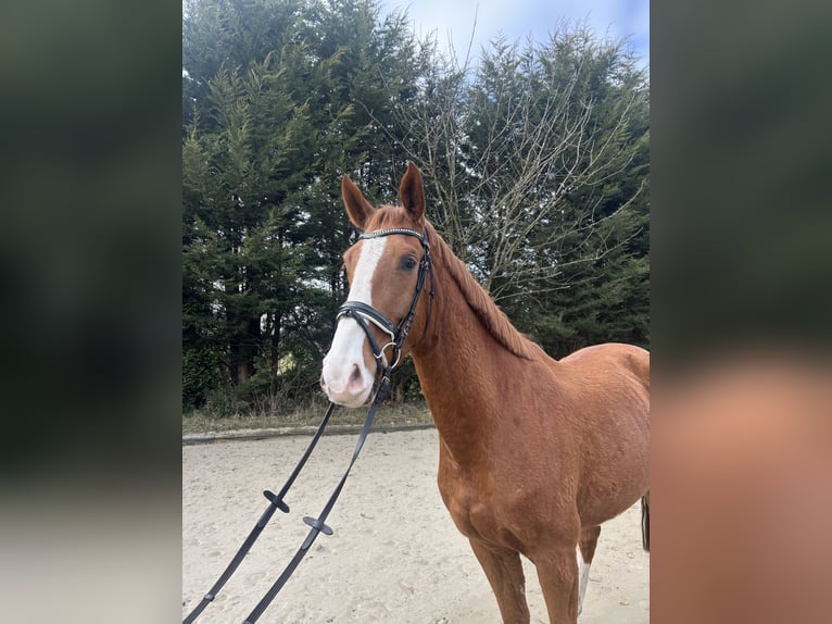 Oldenburg Gelding 4 years 17.1 hh Chestnut-Red in Hude (Oldenburg)