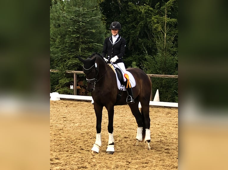 Oldenburg Gelding 4 years 17,2 hh Bay-Dark in Weida OT Gräfenbrück