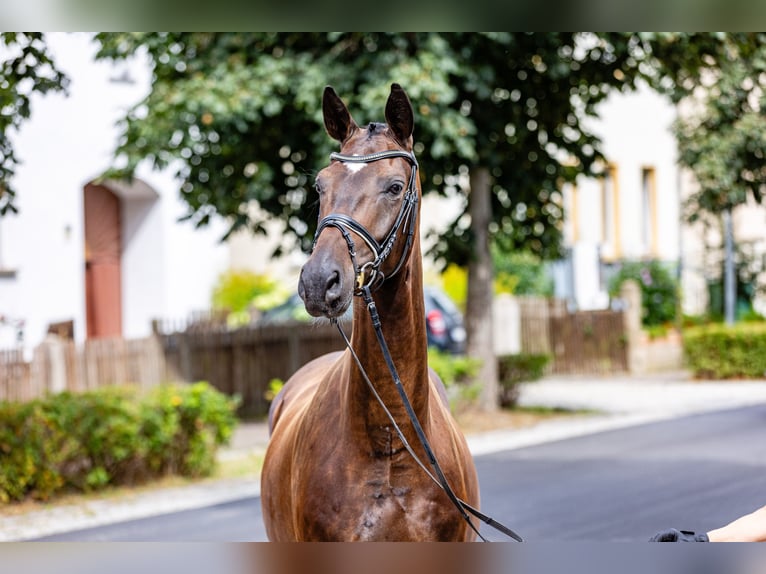 Oldenburg Gelding 4 years 17,2 hh Bay-Dark in Weida OT Gräfenbrück