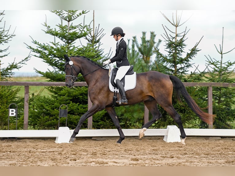 Oldenburg Gelding 4 years 17,2 hh Bay-Dark in Weida OT Gräfenbrück