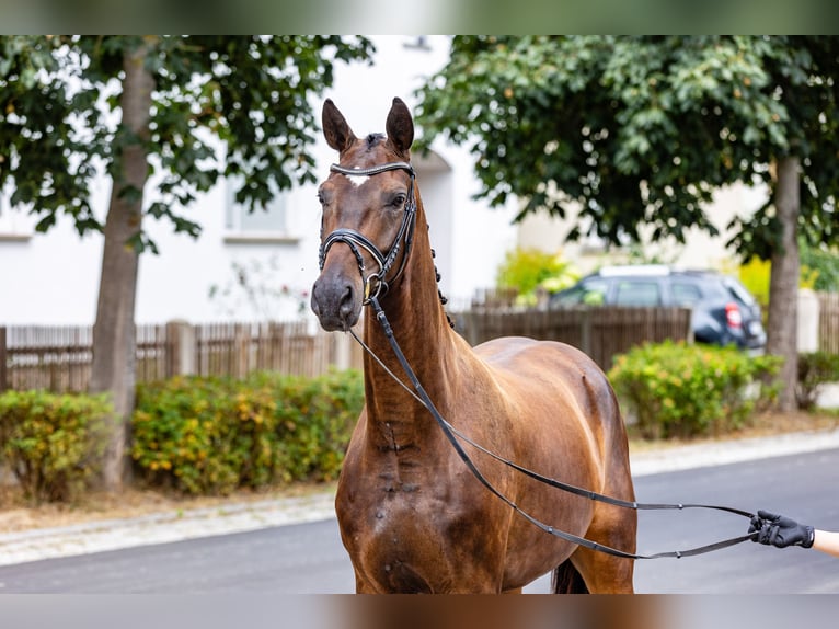 Oldenburg Gelding 4 years 17,2 hh Bay-Dark in Weida OT Gräfenbrück