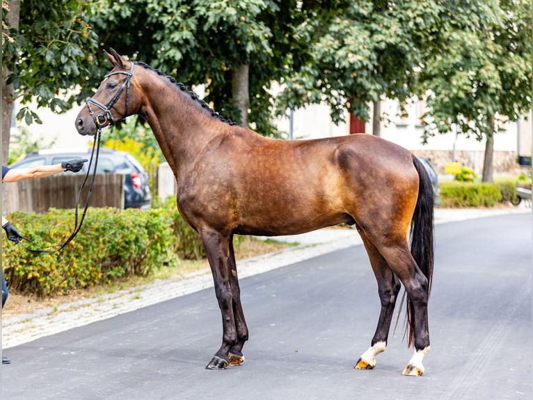 Oldenburg Gelding 4 years 17,2 hh Bay-Dark in Weida OT Gräfenbrück