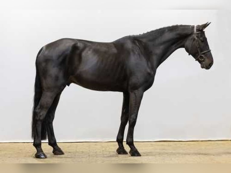 Oldenburg Gelding 4 years 17,2 hh Bay-Dark in Waddinxveen