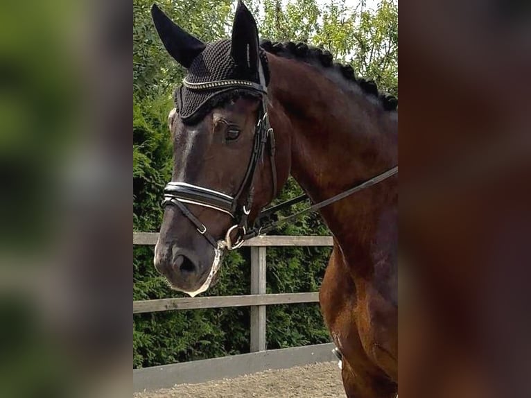 Oldenburg Gelding 4 years 17,2 hh Black in Lohne (Oldenburg)