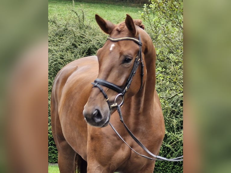 Oldenburg Gelding 4 years 17,2 hh Chestnut-Red in Ostercappeln