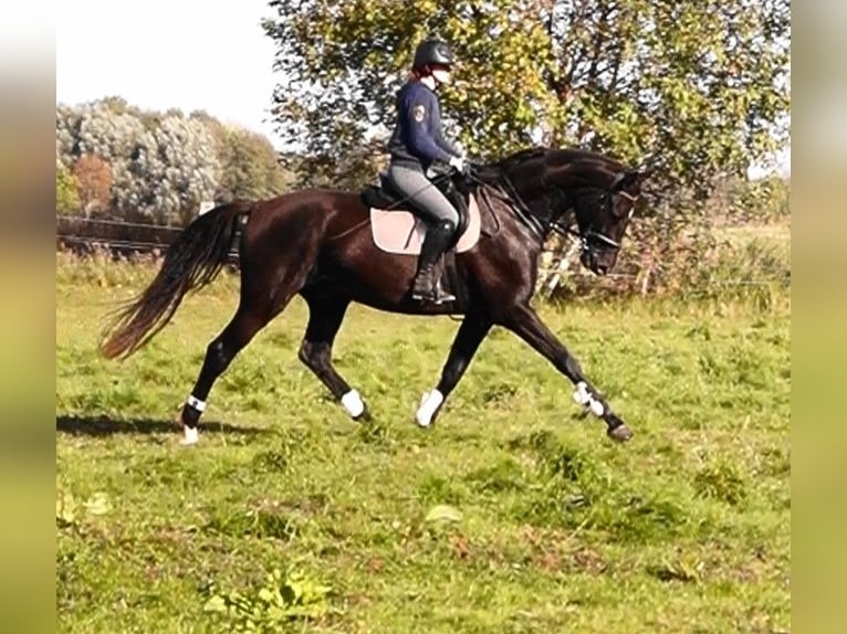 Oldenburg Gelding 4 years 17,2 hh Smoky-Black in Kloster Lehnin