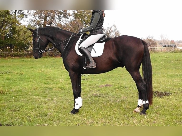 Oldenburg Gelding 4 years 17,2 hh Smoky-Black in Kloster Lehnin