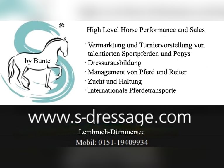 Oldenburg Gelding 4 years 17 hh Bay-Dark in Damme Oldenburg Gelding 4 years 17 hh Bay-Dark in Damme