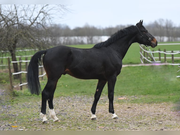 Oldenburg Gelding 4 years 17 hh Bay-Dark in Hetzerath