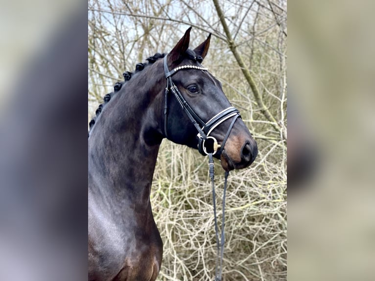 Oldenburg Gelding 4 years 17 hh Bay-Dark in Lohne (Oldenburg)